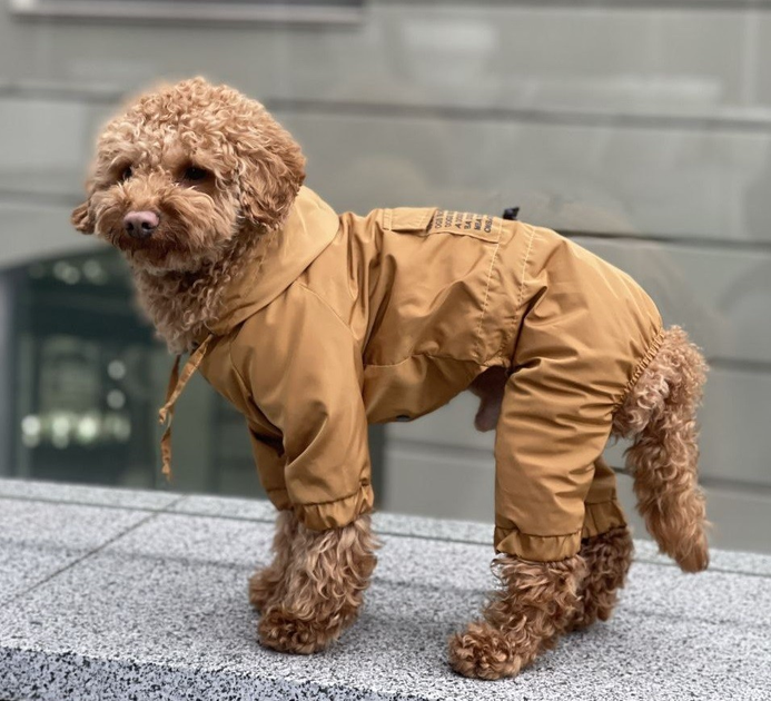 Дощовик для собак Dogs Bomba золотий 2р від продавця: BSP Shop – в ...