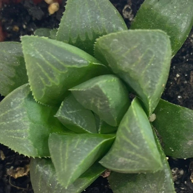 Суккулент Хавортия мутика (Haworthia mutica), контейнер 7*7*8 см (s030s) - изображение 3