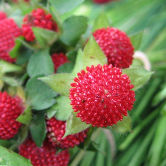 Дюшенея индийская, Duchesnea indica – купить онлайн на ROZETKA