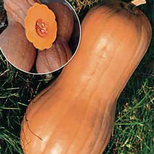 Семена Тыква Виолина 10г Hortus - изображение 2
