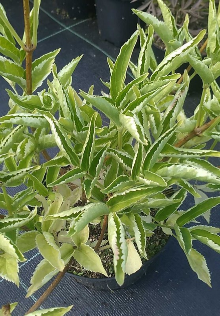 Бузина чорна 'Мадонна',C5 - горщик 5л – фото, отзывы, характеристики в ...