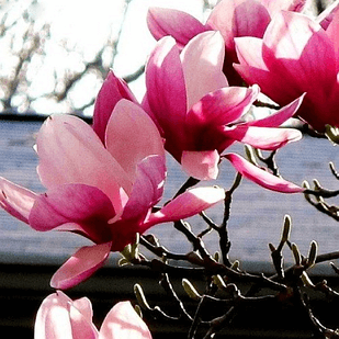 Саженцы Магнолии Суланжа (Magnolia soulangeana) Р9 - Фото 1 Саженцы Магнолии Суланжа (Magnolia soulangeana) Р9 - изображение 1