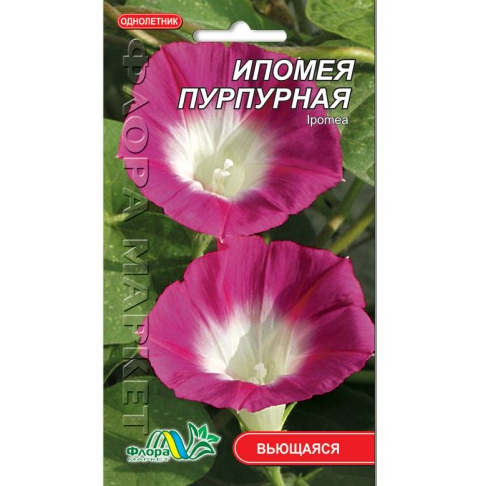 Семена Ипомея пурпурная однолетник вьющийся 0.7 г - Фото 1 Семена Ипомея пурпурная однолетник вьющийся 0.7 г - изображение 1