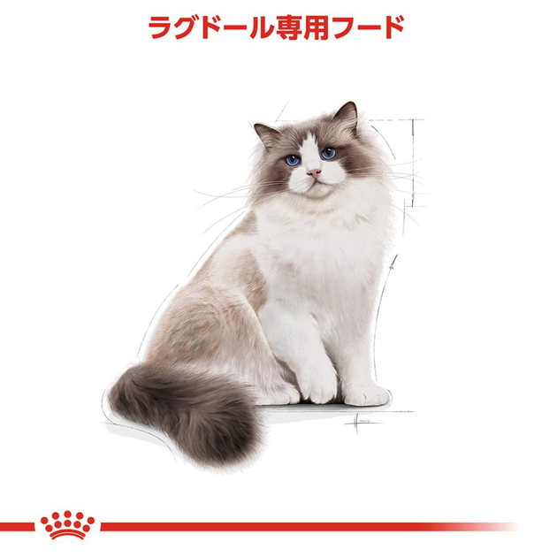 Сухий корм для котів Royal Canin Ragdoll Adult 400 г (3182550825955) - зображення 3