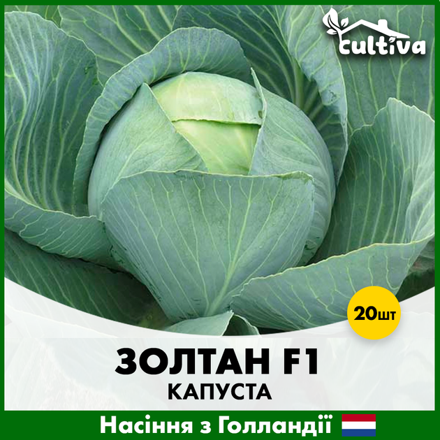 Голландське насіння Hazera Білоголова капуста Золтан F1 20 шт - Фото 4 Голландське насіння Hazera Білоголова капуста Золтан F1 20 шт - зображення 4