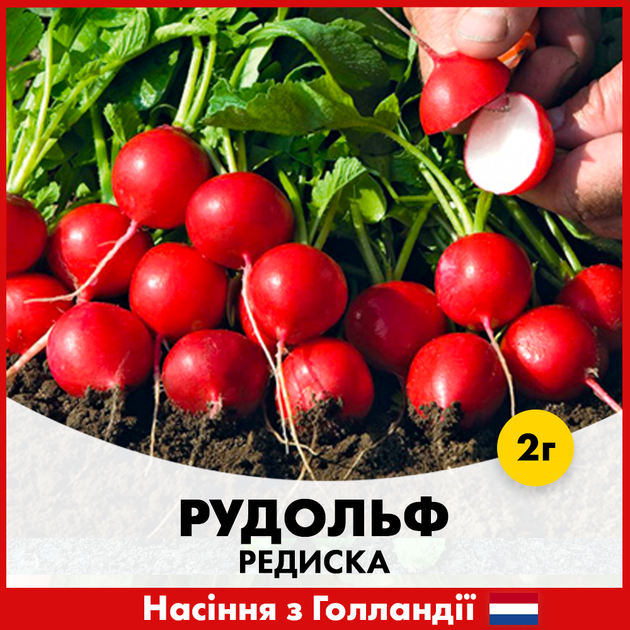 Голландське Насіння Bejo Редиска Рудольф , 2 г - Фото 3 Голландське Насіння Bejo Редиска Рудольф , 2 г - зображення 3