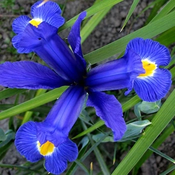 Луковицы Яскрава Ирис Hollandica Blue Magic (29751) (5шт) - изображение 2