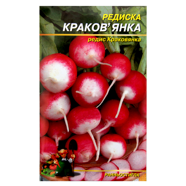 Семена Редис Краковянка красный с белым кончиком круглый раннеспелый 10 г большой пакет - Фото 1 Семена Редис Краковянка красный с белым кончиком круглый раннеспелый 10 г большой пакет - изображение 1