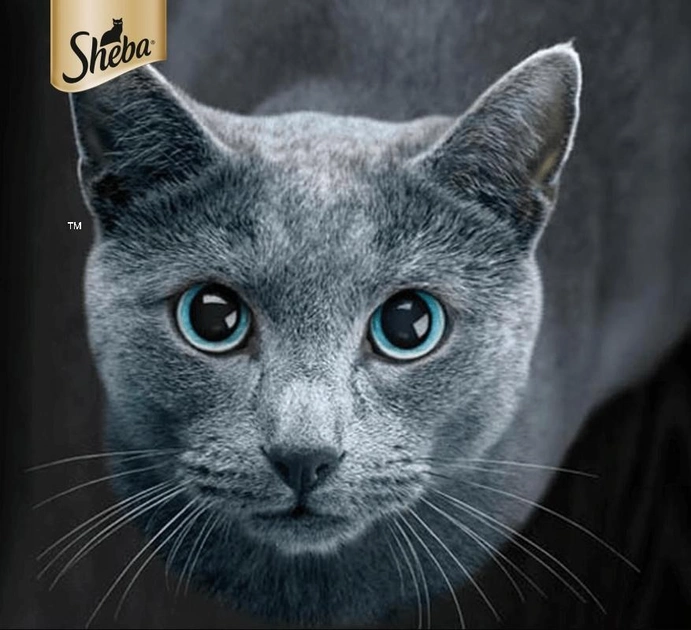 Вологий корм для котів Sheba Classics з телятиною та куркою 85 г (5900951289941) - зображення 2