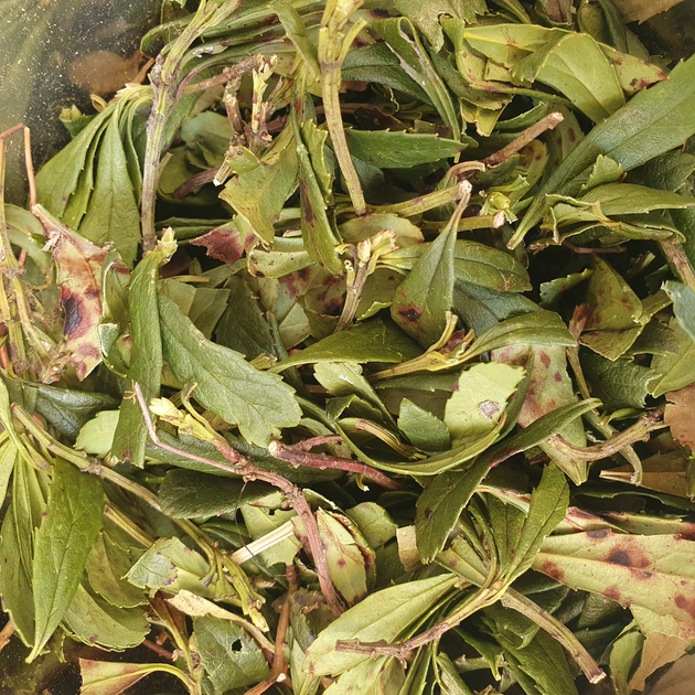Зимолюбка трава сушеная 100 г - изображение 1