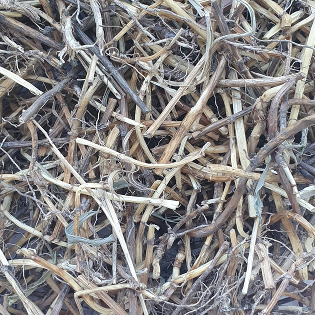 Пырей ползучий корень сушеный 100 г - изображение 1
