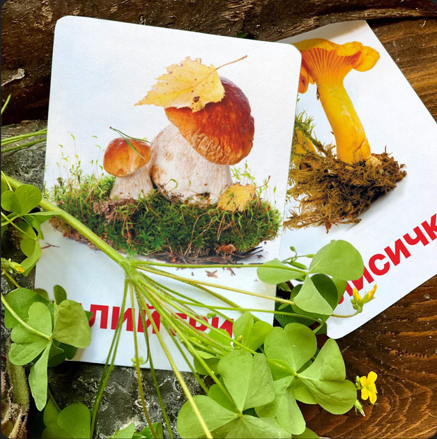 Карточки Грибы - ROZETKA. Купить карточки Грибы для детей в Украине: ️ ...