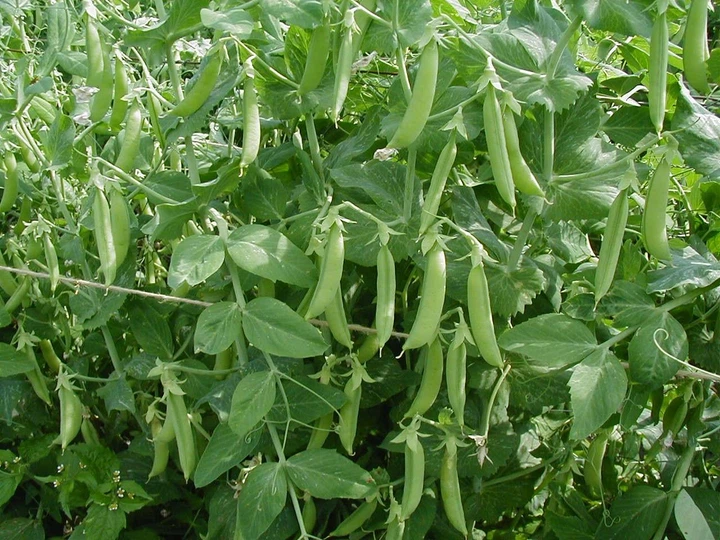Семена Горох Джокер, 50 г (GL Seeds) - изображение 4