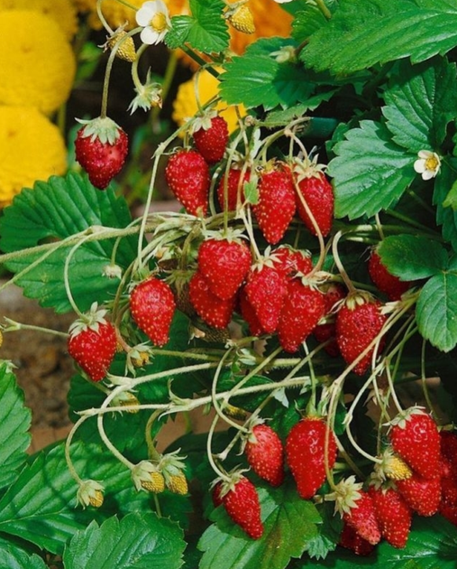 Насіння Суниця Руяна, ремонтантна, 0,1 г (GL Seeds) - зображення 2