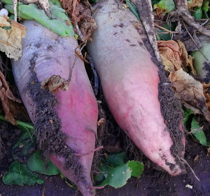 Семена Свекла корм. Киевская розовая, 20 г (GL Seeds) - изображение 4