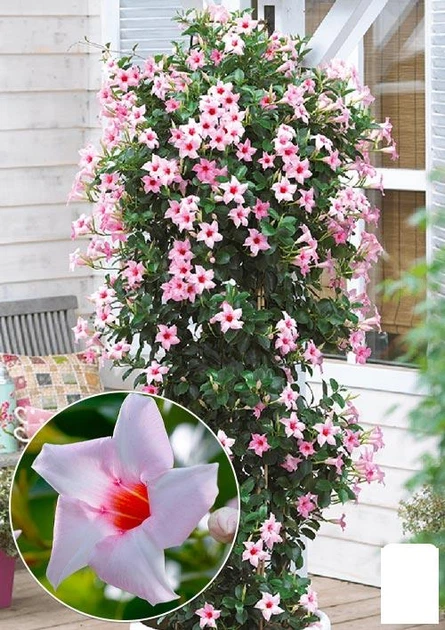 Дипладения (Mandevilla) "Classic Cream Pink" (цветущая лиана) (178528) - Фото 1 Дипладения (Mandevilla) "Classic Cream Pink" (цветущая лиана) (178528) - изображение 1