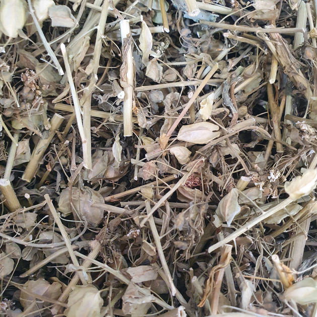 Ярутка полевая трава сушеная 100 г - изображение 1