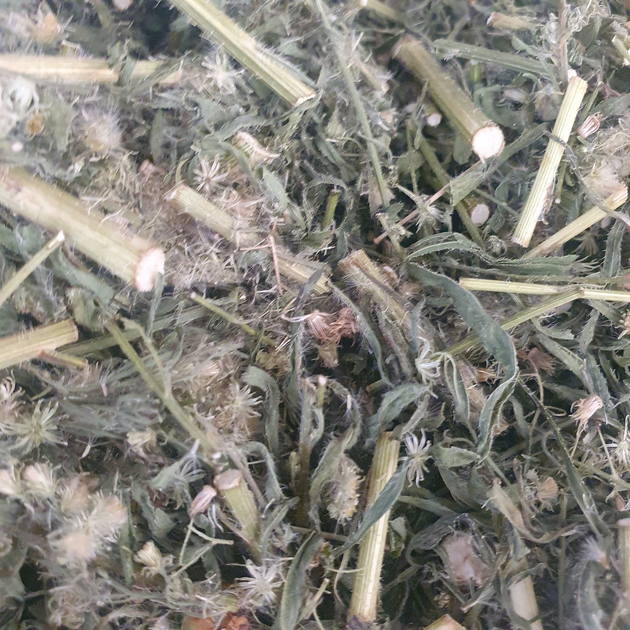 Мелколепестник канадский/заткни гузно трава сушеная 100 г - изображение 1