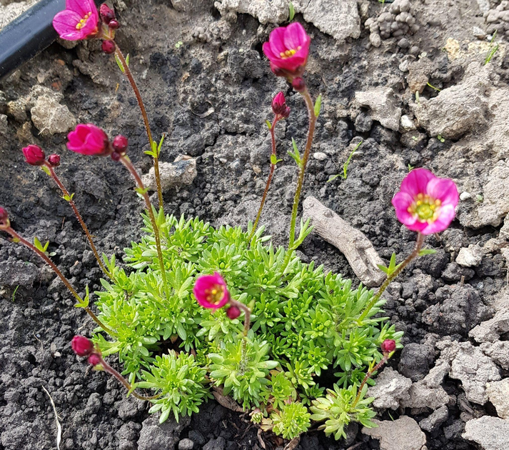 Камнеломка Арендса Триумф. (Saxifraga arendsii Triumph) Р9 – фото ...