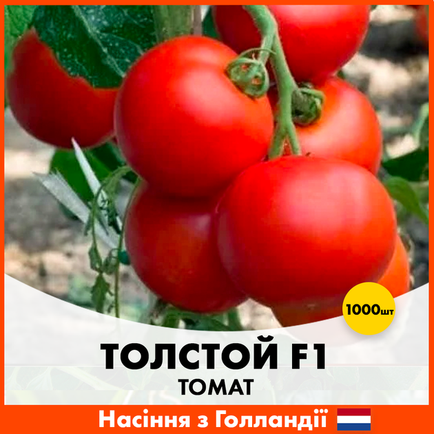 Голландские Семена Bejo Томат Толстой F1 1000 шт - Фото 1 Голландские Семена Bejo Томат Толстой F1 1000 шт - изображение 1