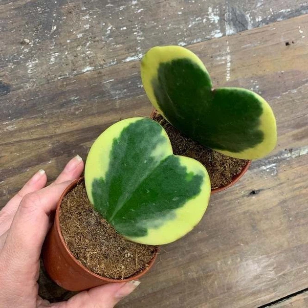 Хойя Kerrii variegata горшок ⌀6 - Фото 5 Хойя Kerrii variegata горшок ⌀6 - изображение 5
