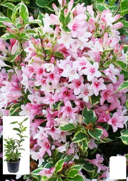 Вейгела флорида 2-х летняя "Nana Variegata" высота 20-40см (101884) - Фото 1 Вейгела флорида 2-х летняя "Nana Variegata" высота 20-40см (101884) - изображение 1
