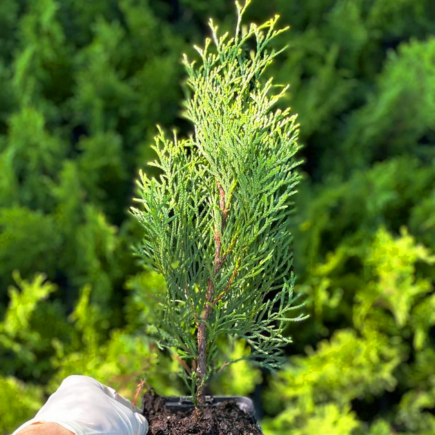 Саженцы Туи западной Смарагд (Thuja occidentalis Smaragd) Р9 - изображение 2