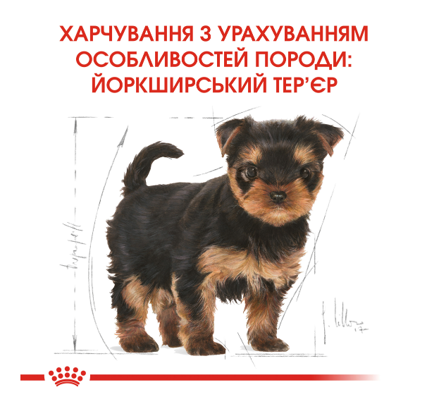 Сухой корм для щенков йоркширских терьеров Royal Canin Yorkshire Terrier Puppy 500 г 39720051 - изображение 7