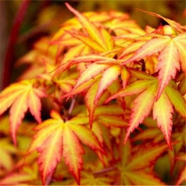 Клен японский - ROZETKA | Купить саженец клена японского в Киеве: 🌿 ...