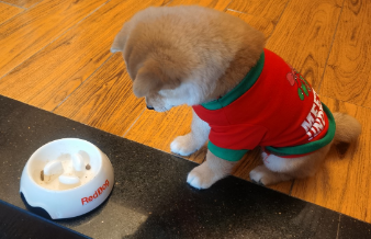 Свитшот для котов и кошек Pet Style "Принт" Красный XS - изображение 2