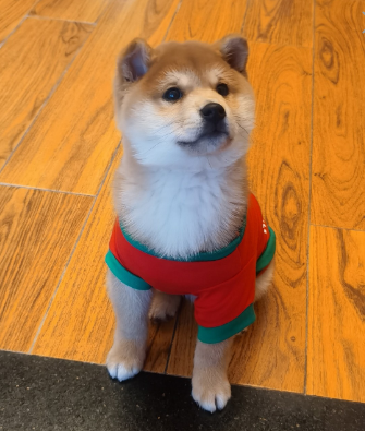 Свитшот для котов и кошек Pet Style "Принт" Красный XS - изображение 4