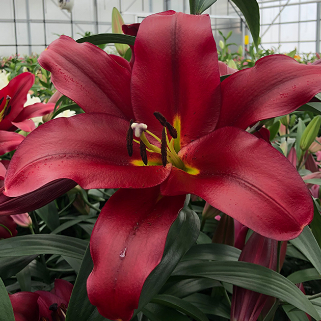 Луковицы Яскрава Лилия гигант Pauillac (39895) – фото, отзывы ...