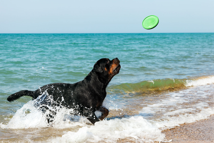 Іграшка для собак Collar Flyber Літаюча тарілка 22 см Салатова (4823089304731) - зображення 18