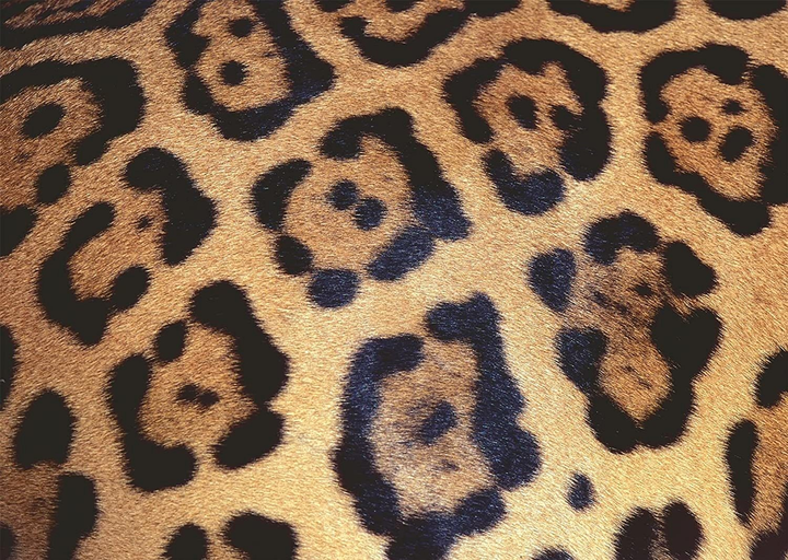 Puzzle Ravensburger Jaguar Spots 70 x 50 cm 1000 elementów (4005556170968) - obraz 2
