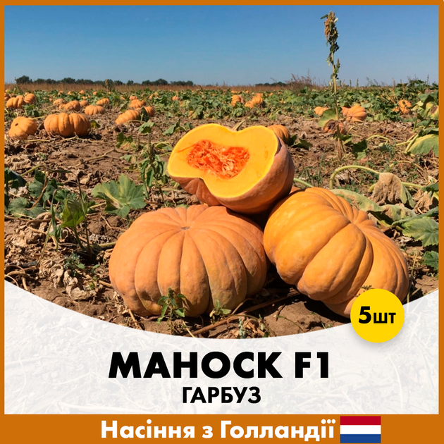 Тыква Enza Zaden Маноск F1, 5 шт - Фото 1 Тыква Enza Zaden Маноск F1, 5 шт - изображение 1