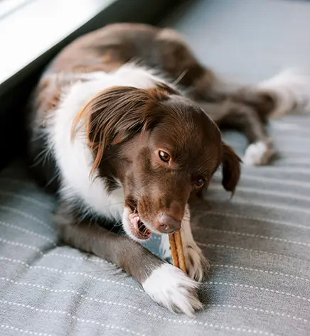 Натуральные лакомства для зубов собак WHIMZEES Dental Treats Stix XL 1 шт. - изображение 2