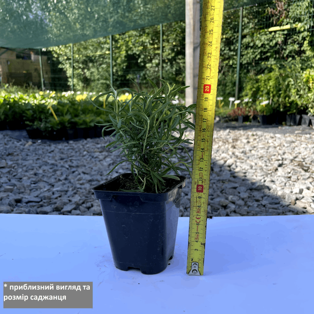 Саженцы Розмарина лекарственного (Salvia rosmarinus) Р9 - изображение 4