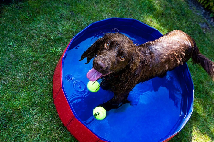 Бассейн для собак Nobby Dog Pool Folding с клапаном для слива воды Ø 80x20 см 62204 - изображение 2