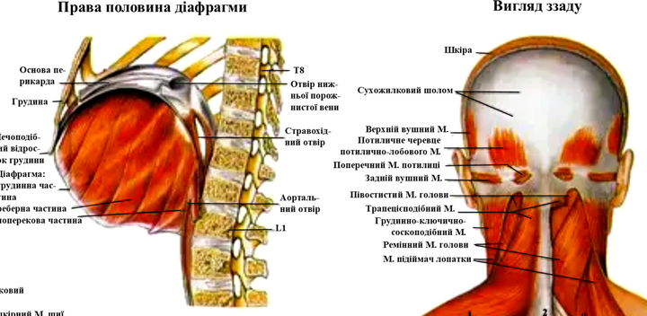 Анатомический плакат Мышечной система Том.М 86×67см (1010_1) - изображение 2