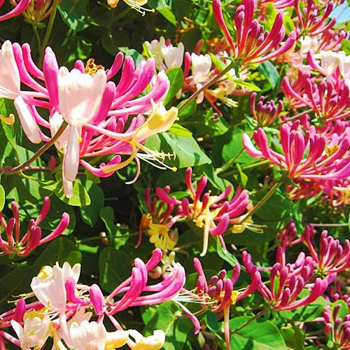Саджанці Жимолості капріфоль (Lonicera caprifolium) Р9 - зображення 2