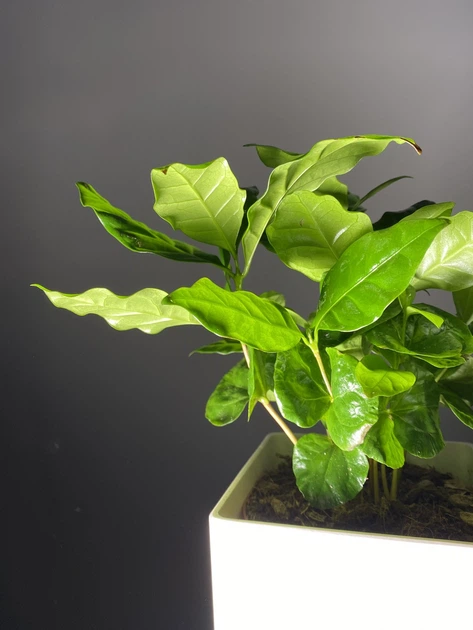 Дерево Кава арабіка h 35cm - зображення 3