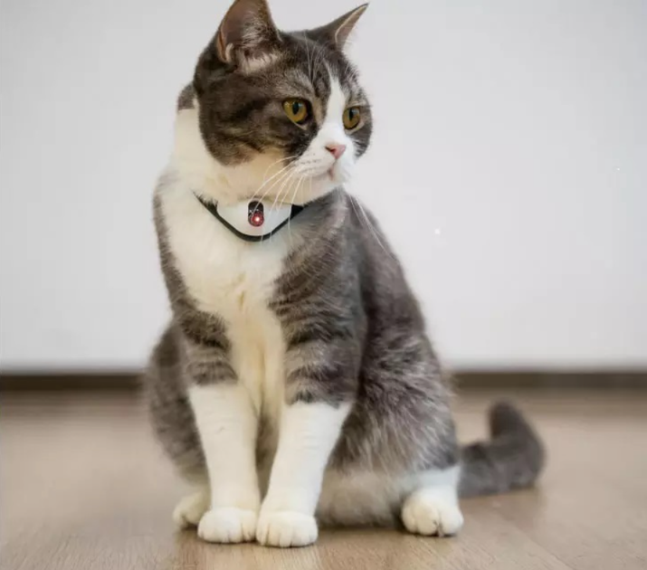 Cheerble KiTiDOT Black Collar - Ошейник для котов с лазерной игрушкой, 1 шт - Фото 4 Cheerble KiTiDOT Black Collar - Ошейник для котов с лазерной игрушкой, 1 шт - изображение 4