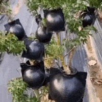 Шары для укоренения растений PlantGrow, 10 штук - Фото 3 Шары для укоренения растений PlantGrow, 10 штук - изображение 3