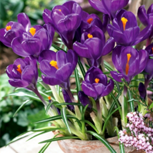 Крокус Flower Record 10/+ 25 шт Голландія - Фото 1 Крокус Flower Record 10/+ 25 шт Голландія - зображення 1