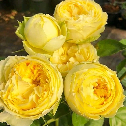Саджанці Троянда штамбова Lemon Pompon (512597) - зображення 2
