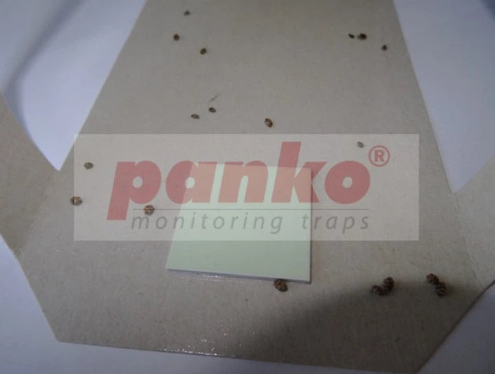 Ловушка пищевых жучков L-Trap Panko, 2 шт 4769457 - Фото 4 Ловушка пищевых жучков L-Trap Panko, 2 шт 4769457 - изображение 4