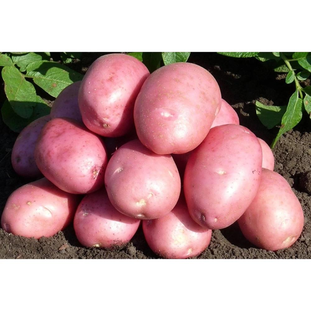 Семенной картофель "Балтик Роуз", 1 репродукция, 5 кг – фото, отзывы ...