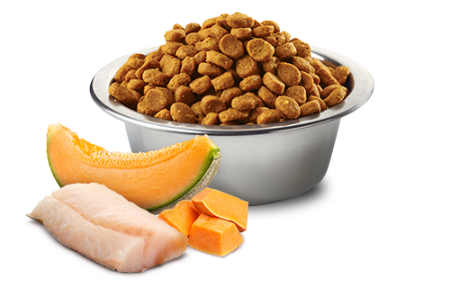 Сухой беззерновой корм для щенков мелких пород Farmina N&D Grain Free Ocean Cod & Melon Puppy Mini с треской и дыней 7 кг (173414) - Фото 2 Сухой беззерновой корм для щенков мелких пород Farmina N&D Grain Free Ocean Cod & Melon Puppy Mini с треской и дыней 7 кг (173414) - изображение 2