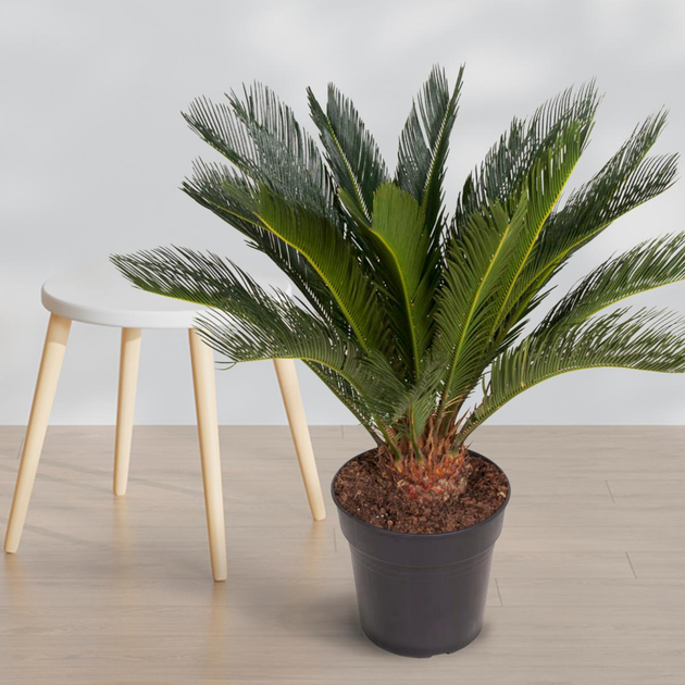 Цикас Революта (Саговник) Cycas Revoluta, висота 60 - 70см, горщик 17 ...