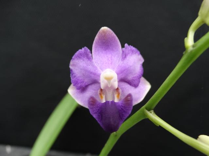 Орхідея (підліток зараз без квітів) TopDreams Phal 922 Tying
